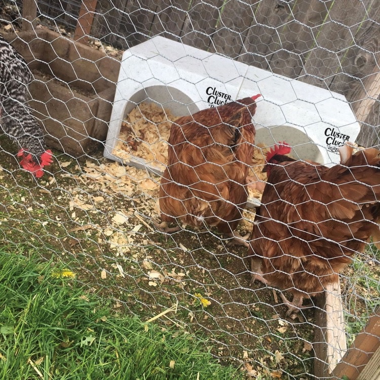 Ruff Land Ruff Land Cluster Cluck Nesting Box