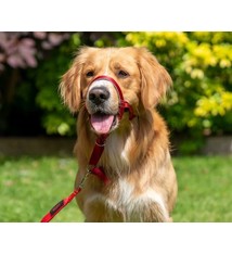 Company of Animals Company of Animals Halti Headcollar