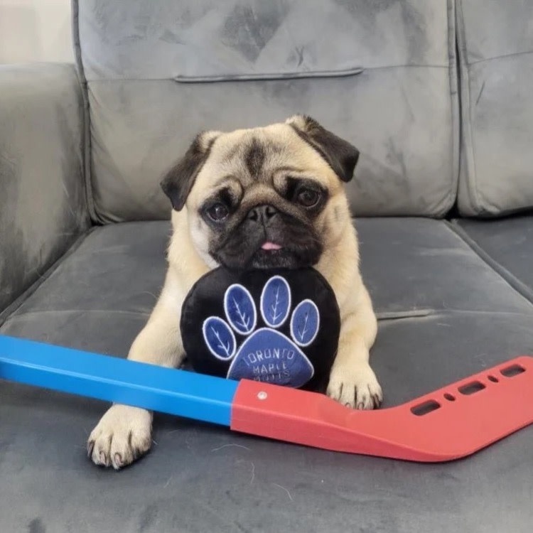 Pawty Animals Pawty Animals Eco Friendly Toronto Maple Mutts Dog Toy