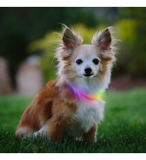 Nite Ize Nite Ize NiteHowl MINI Collar RECHARGEABLE, Disco