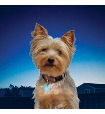 Nite Ize Nite Ize Pet Lit Turquoise Jewel