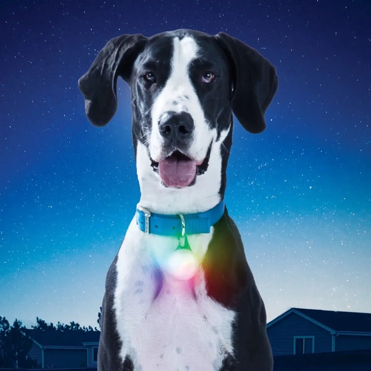 NiteIze Nite Ize SPOT LIT Pet Light RECHARGEABLE Multi-Colour X-Large