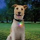 NiteIze Nite Ize SPOT LIT Pet Light RECHARGEABLE Multi-Colour