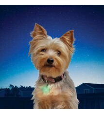 Nite Ize Nite Ize Pet Lit Lime Jewel