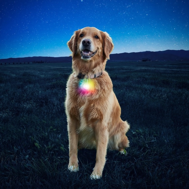 NiteIze Nite Ize SPOT LIT Pet Light