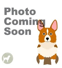 Ethical Pet Products Nothin' To Hide Collagen Dog Chew 10"