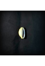 Cowrie Shell - Single