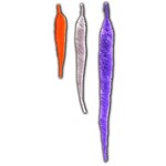 Hareline Dubbin Mangum's Original Mini Dragon Tail UV2 Treated