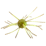 Strike King Tumbleweed Salted