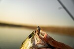 6th Sense Fishing Finesse Swimbait Jig Head