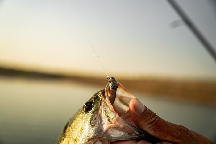 6th Sense Fishing Finesse Swimbait Jig Head