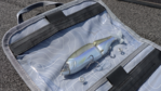 Evolution Big Bait Bag