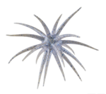 Berkley PowerBait MaxScent 'Moeba