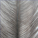 Wapsi Ostrich Plumes