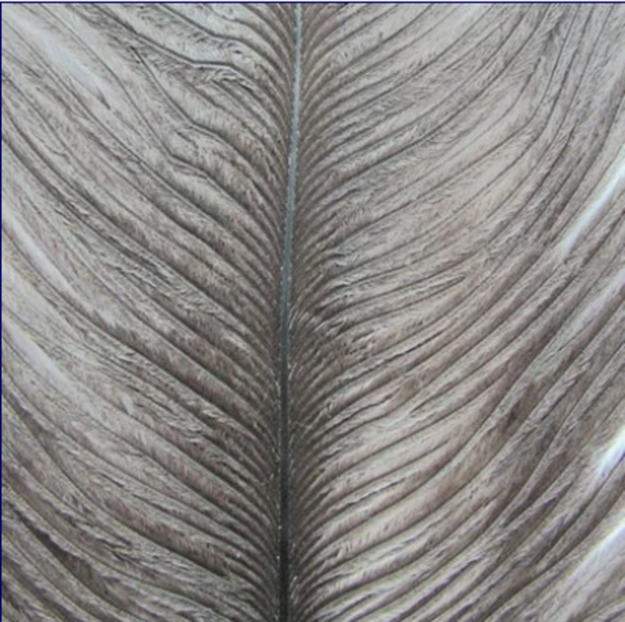 Wapsi Ostrich Plumes