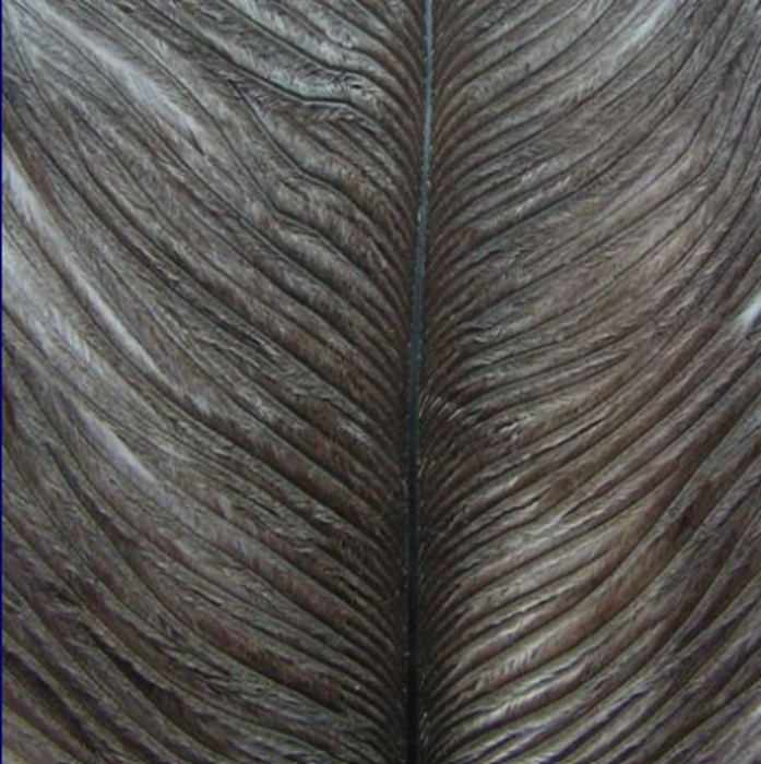 Wapsi Ostrich Plumes