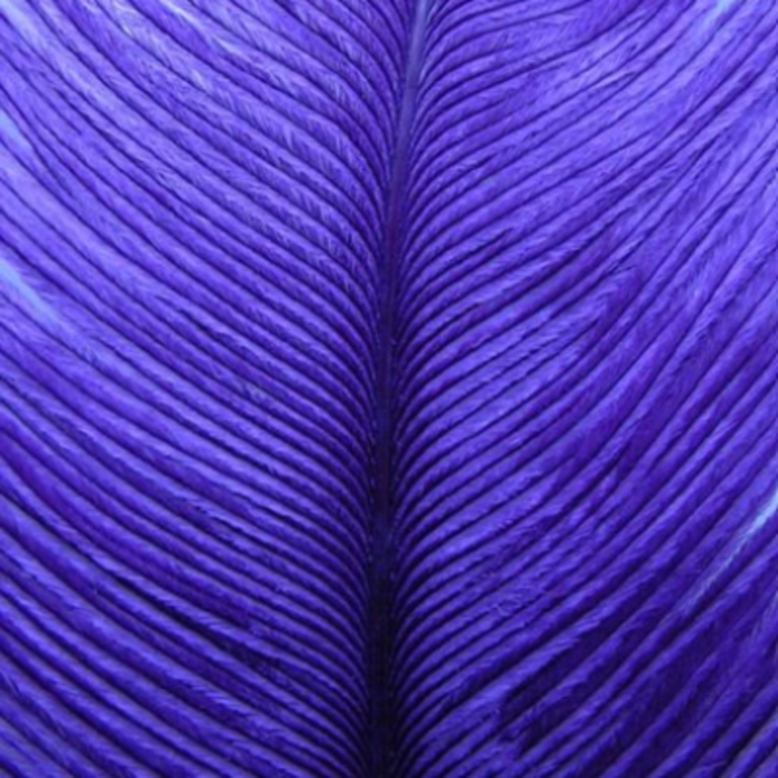 Wapsi Ostrich Plumes