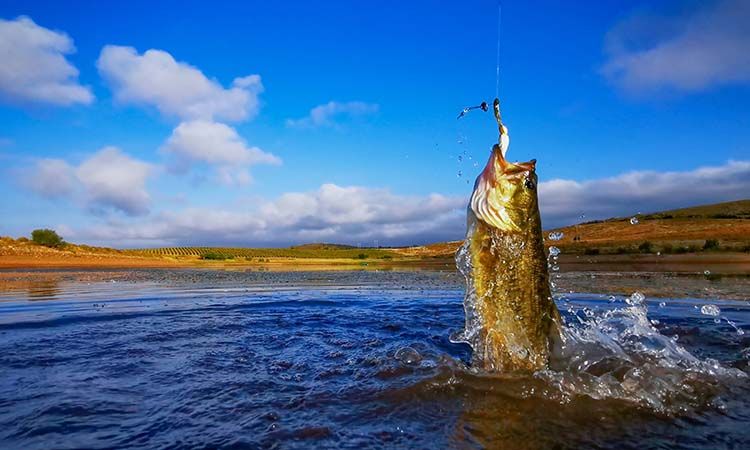 Get geared up for bass fishing