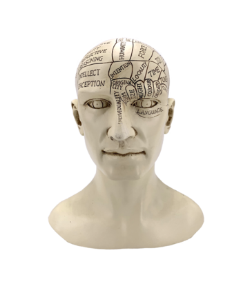 Phrenology Head Statue 8.5"H