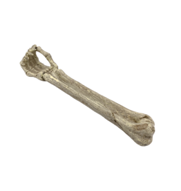 Skeleton Arm Incense Burner