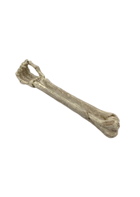 Skeleton Arm Incense Burner