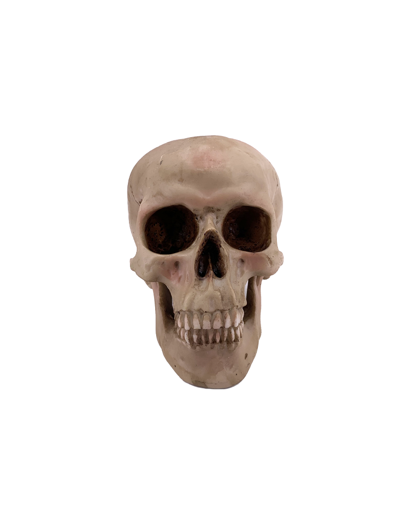 Human Skull Statue 4.5"H