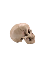 Human Skull Statue 4.5"H