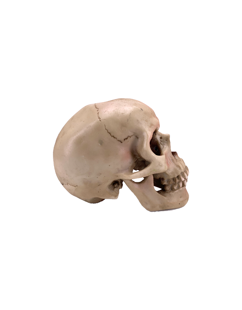 Human Skull Statue 4.5"H