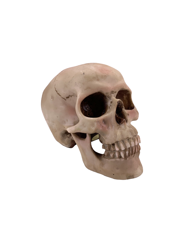 Human Skull Statue 4.5"H