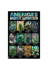 America's Most Wanted Marijuana Poster 24" x 36"