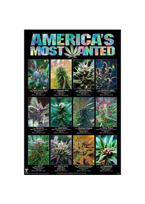 America's Most Wanted Marijuana Poster 24" x 36"