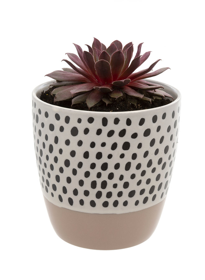 Polka Dot Pot - Pink