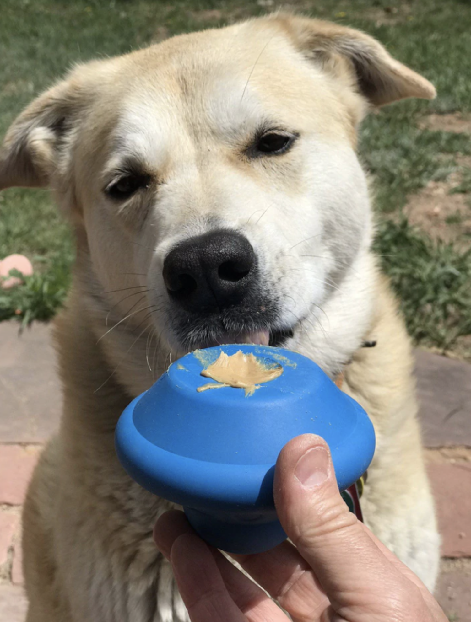 Flying Saucer Slow Feeder Toy