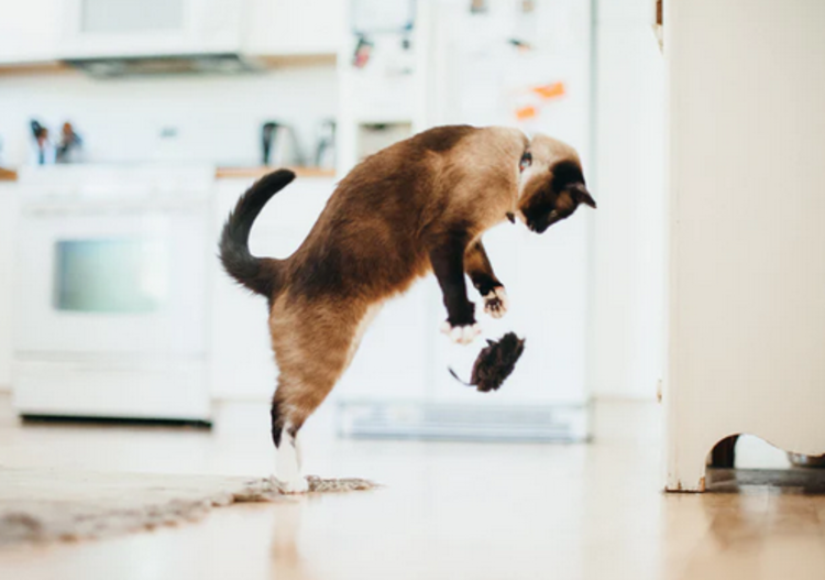 P.L.A.Y Feline Frenzy Cat Toy