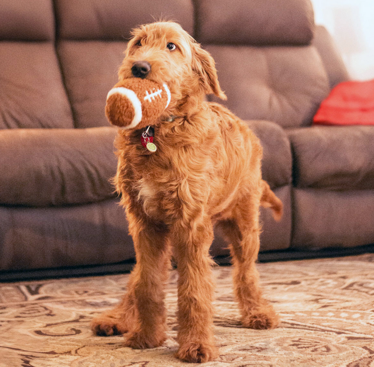Pet Palette Distribution Thoozypet Football Plush Dog Toy 6.5"
