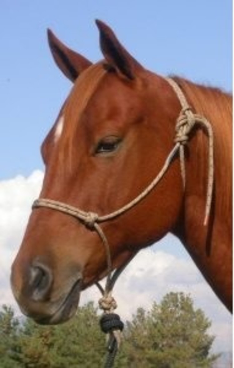 Double Diamond Halter Company #125 Series Rope Halter