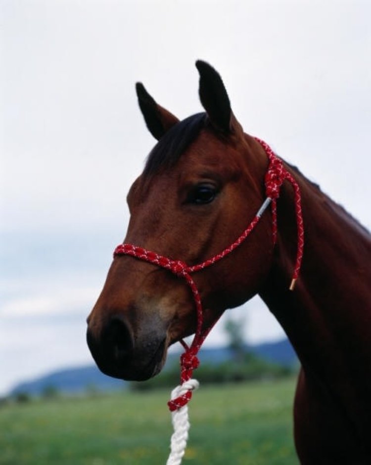 Double Diamond Halter Company #100 Double Diamond Rope Halter