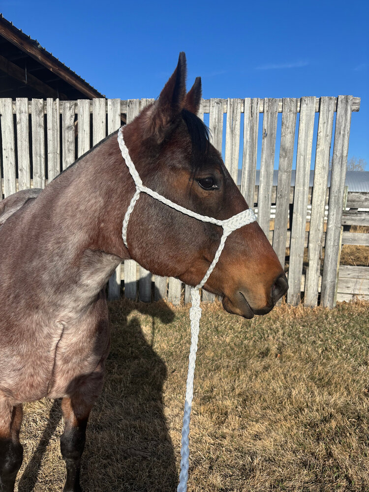 Saddle Mountain Braiding Muletape Brute Halter White