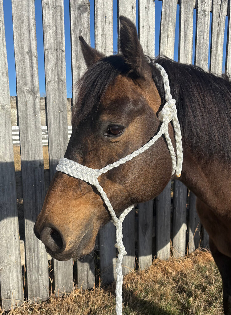 Saddle Mountain Braiding Muletape Brute Halter White