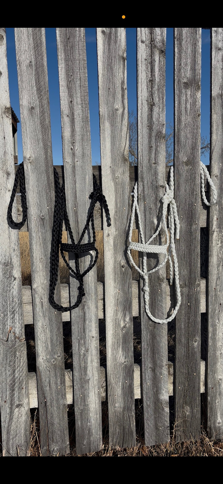 Saddle Mountain Braiding Muletape Brute Halter White