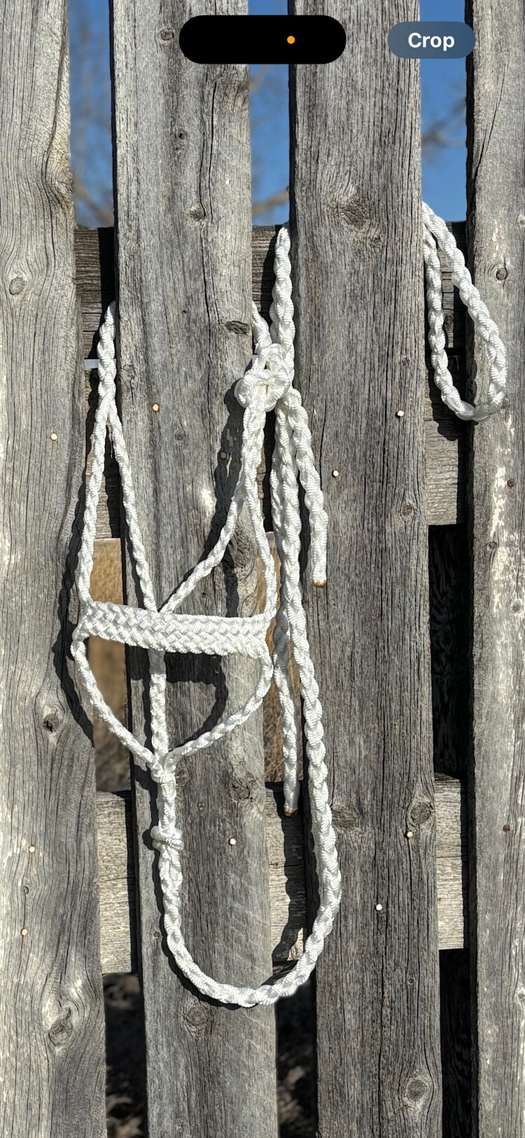 Saddle Mountain Braiding Muletape Brute Halter White