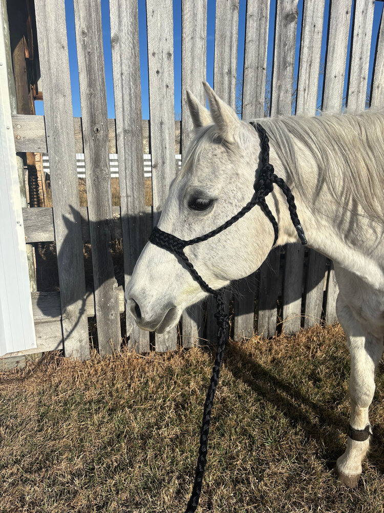 Saddle Mountain Braiding Muletape Brute Halter Black