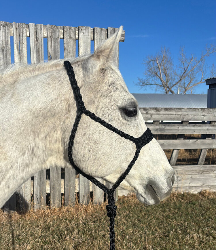 Saddle Mountain Braiding Muletape Brute Halter Black