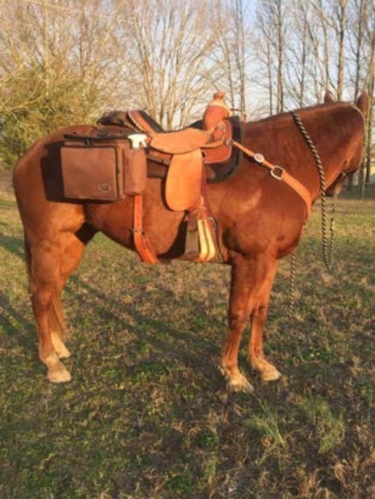 Reinsman Deluxe Insulated Cooler Saddle Bag Brown