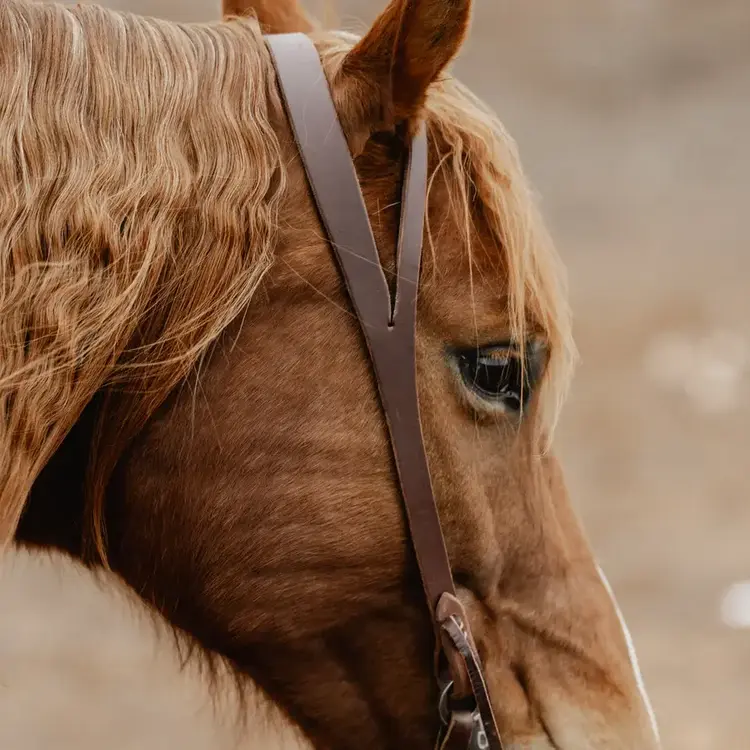 Weaver Leather STS Ranch Harness Leather Split Ear Ranger