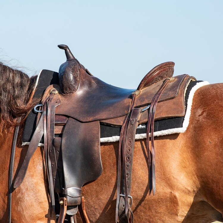 Classic Equine Performance Trainer Felt Top Black 31" x 32"