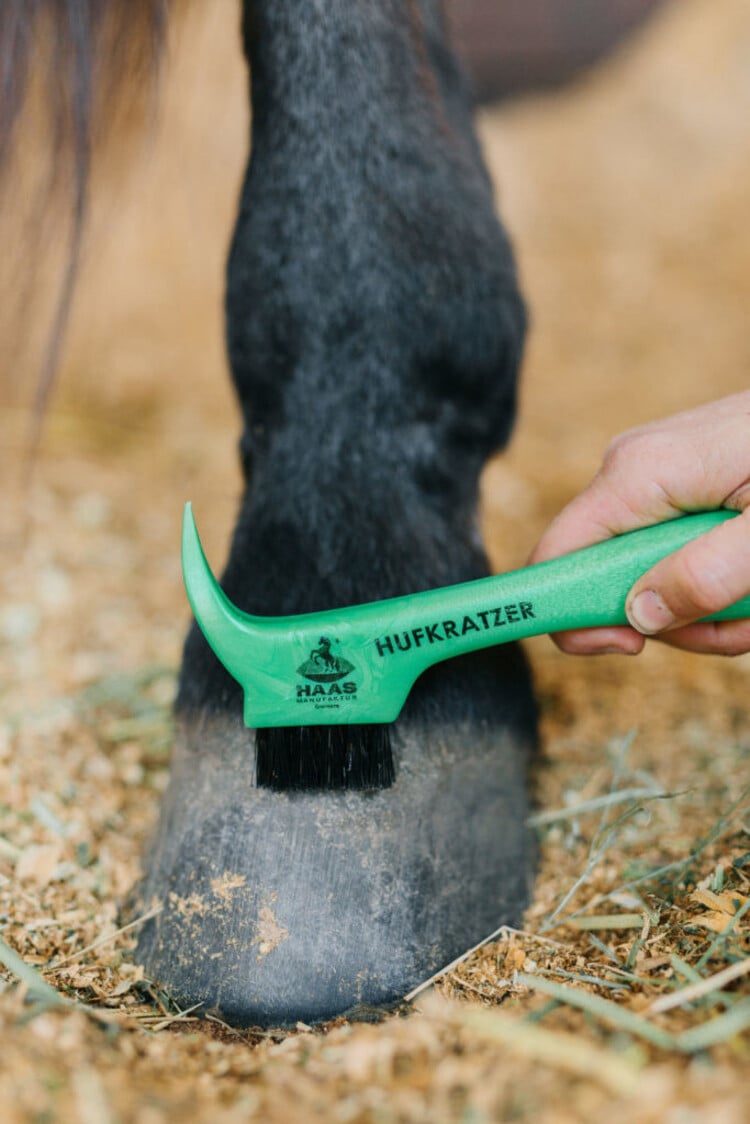 HAAS Hoof Pick With Brush Assorted Colors