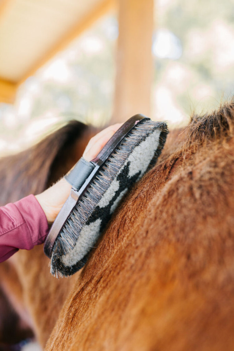 HAAS Cavaliere Horse Hair Brush