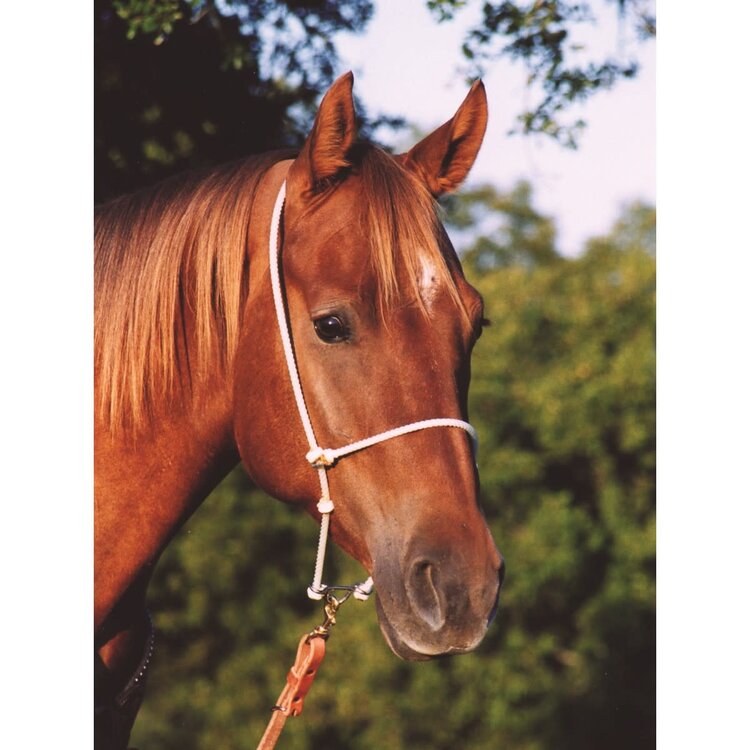 Martin Saddlery Headsetter Tie Down Rope