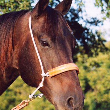 Martin Saddlery Headsetter Tie Down Leather Nose